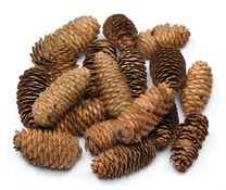 DENNENAPPELS - LANG - SET/20