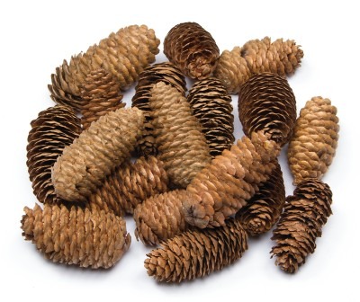 DENNENAPPELS - LANG - SET/20