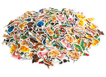 Stickers - foam - dieren foto's - set van 500 assorti
