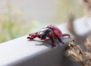 Speelgoed dieren - insecten - set van 48 assorti