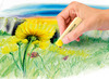 Waskrijt - Staedtler - pastelkleuren - set van 24 assorti