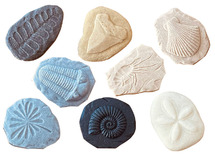 Stempels - kleistempels - Yellow Door Let's Investigate Fossils - fossielen - boetseren - zand en water - steenmix - 8 x 9 cm - set van 8