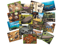 Ontdekkingsmateriaal - Yellow Door Let’s Investigate Prehistoric Teeth Activity Cards - prehistorische tanden - opdrachtkaarten - set van 16