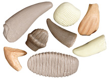 Ontdekkingsmateriaal - Yellow Door Let’s Investigate Prehistoric Teeth - prehistorische tanden - steenmix - 10,5 cm - set van 8
