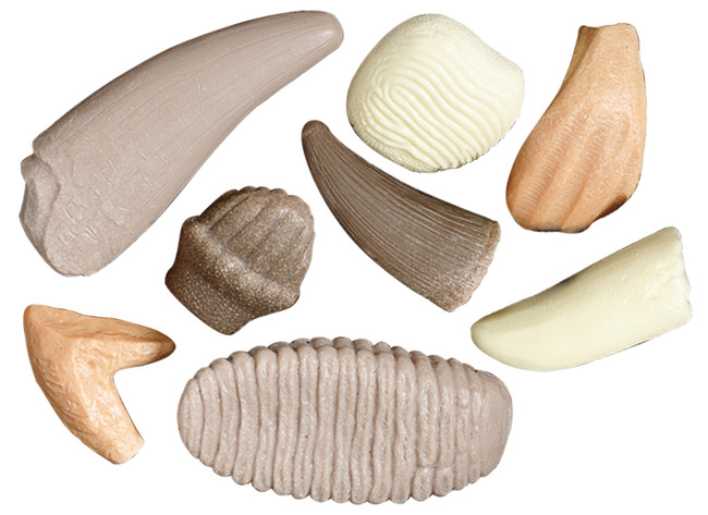 Ontdekkingsmateriaal - Yellow Door Let’s Investigate Prehistoric Teeth - prehistorische tanden - steenmix - 10,5 cm - set van 8