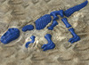 Zandvorm - skelet - dinosaurus