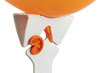 Ballon - ballonstokjes - karton - set van 100