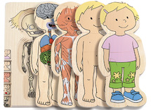 Lagenpuzzel - menselijk lichaam