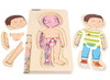 Lagenpuzzel - Beleduc - menselijk lichaam - anatomie - 5 lagen - hout - per stuk