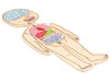 Lagenpuzzel - Beleduc - menselijk lichaam - anatomie - 5 lagen - hout - per stuk