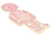 Lagenpuzzel - Beleduc - menselijk lichaam - anatomie - 5 lagen - hout - per stuk