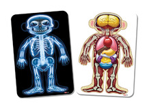 KAARTEN - MEDISCHE FOTO'S - ANATOMIE - LICHAAM