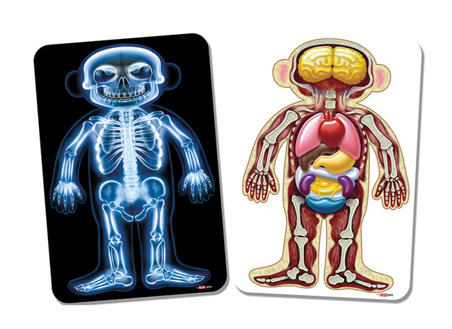 KAARTEN - MEDISCHE FOTO'S - ANATOMIE - LICHAAM