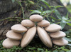 Bouwset - Guide Craft Wood Stackers River Stones - keien - hout - per set