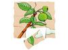 Lagenpuzzel - Beleduc - de appel - hout - per stuk