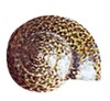 SCHELPEN - 500G - ASS