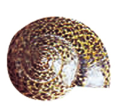 SCHELPEN - 500G - ASS
