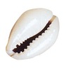 SCHELPEN - 500G - ASS