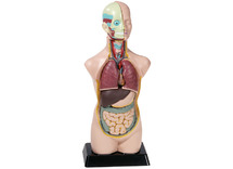 Menselijk lichaam - torso - organen - anatomie - per stuk