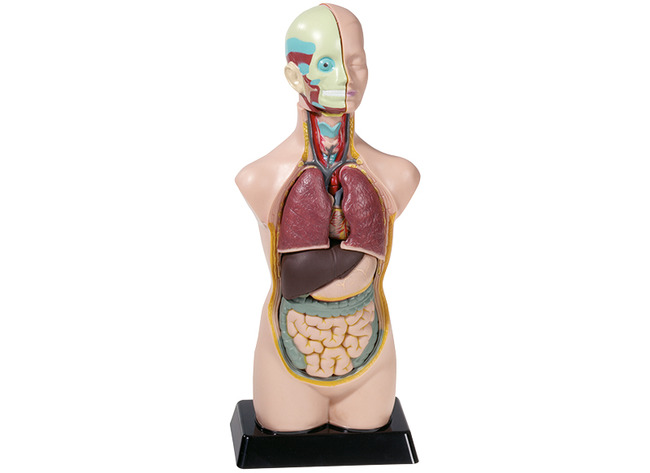 TORSE - 50 CM - PCE