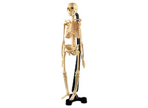 Ontdekkingsmateriaal - skelet met staander - menselijk lichaam - per stuk
