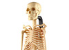 Ontdekkingsmateriaal - skelet met staander - menselijk lichaam - per stuk