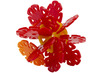 Bouwset - schijfjes - bloemenschijfjes - assortiment van 900