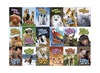 Stickers - dieren allerlei - met teksten - 36 motieven - set van 720 assorti