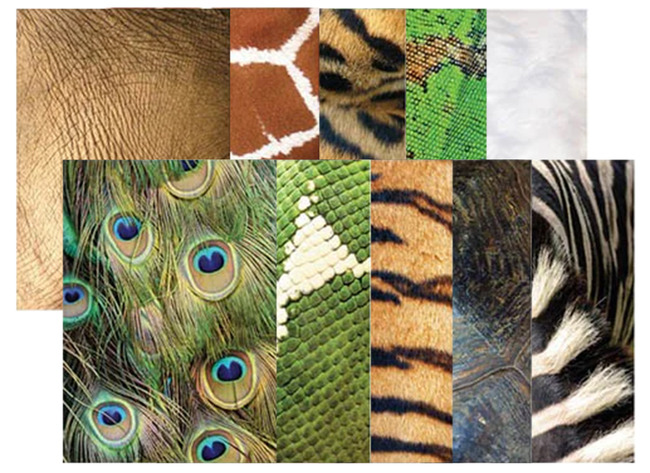 Knutselpapier - natuurbeelden - dierenhuiden - set van 40 assorti