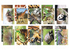 Knutselpapier - natuurbeelden - dierenhuiden - set van 40 assorti