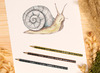 Potloden - kleurpotloden - Staedtler Noris Colour - zeshoekig - etui - set van 12 assorti