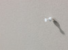 Bord - Prikbord - Float - 60 X 90 Cm