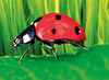 Ontdekkingsmateriaal - Lakeshore Learning - Viewmaster - zicht op de natuur - per set