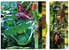 CREA-PAPIER - NATUUR EN FRUIT - SET VAN 40