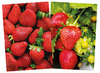 CREA-PAPIER - NATUUR EN FRUIT - SET VAN 40
