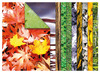 CREA-PAPIER - NATUUR EN FRUIT - SET VAN 40