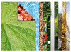 CREA-PAPIER - NATUUR EN FRUIT - SET VAN 40