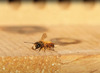 Kweekset - wilde bijen - natuurkunde - per set