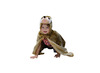 Kleding - verkleedkledij - verkleedcapes - fee, lieveheersbeestje, koning, olifant en meer - set van 13 assorti