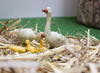Speelgoed - dieren - boerderijdieren - set van 35 assorti