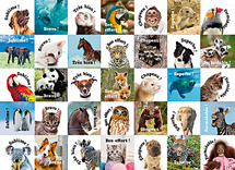 Stickers - motivatie dieren met Franse teksten - 35 motieven - set van 700 assorti