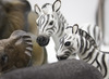 Speelgoed dieren - wilde dieren - moeder en jong - set van 13 assorti