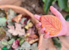 Speelgoed - Yellow Door Sensory Play Stones Leaves - boetseren - per set