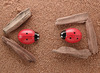 Spel - rekenspel - Yellow Door Ladybug Counting Stones - telstenen - lieveheersbeestjes - per spel