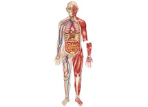 Menselijk lichaam - Learning Resources DoubleSided Magnetic Human Body - biologie - magnetisch - per set