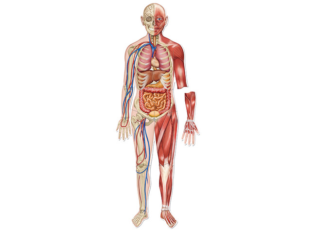 Menselijk lichaam - Learning Resources DoubleSided Magnetic Human Body - biologie - magnetisch - per set