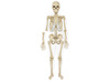 Menselijk lichaam - Learning Resources DoubleSided Magnetic Human Body - biologie - magnetisch - per set