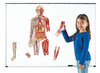 Menselijk lichaam - Learning Resources DoubleSided Magnetic Human Body - biologie - magnetisch - per set